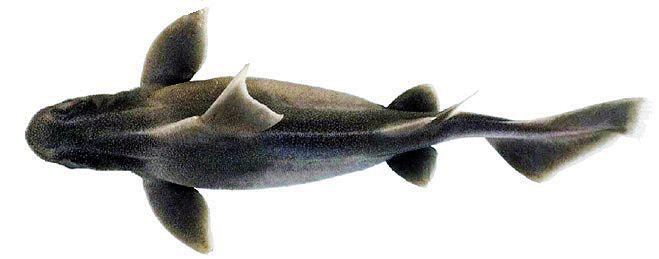 Oxynotus centrina_05.jpg